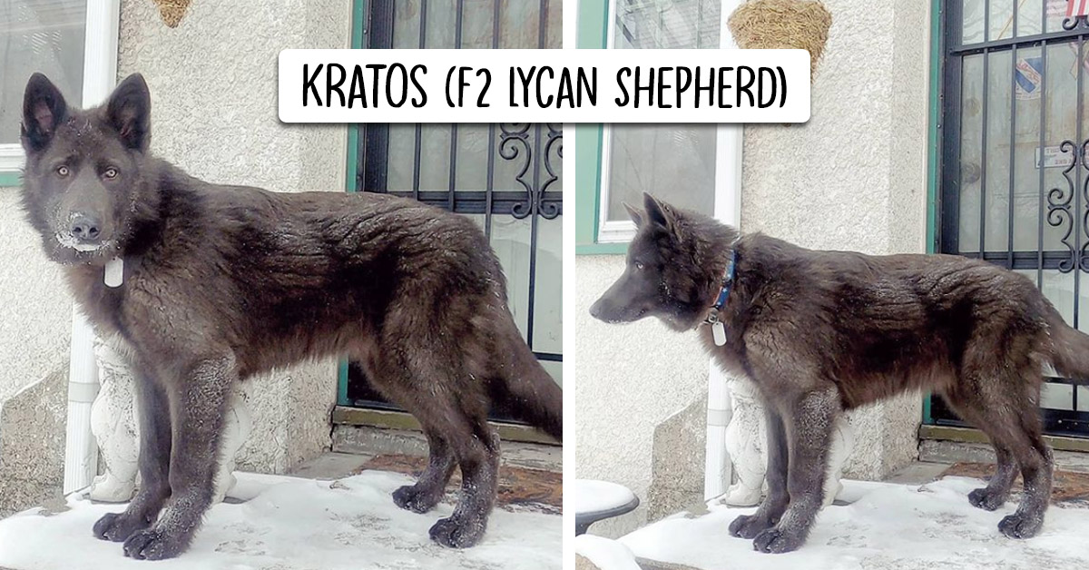 What Is Lycan Shepherd? Guide From Lycan Shepherd Breeder