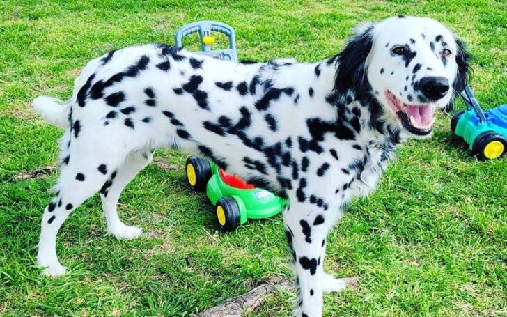 Is Purebred Long Haired Dalmatian Real? Once & For All Guide