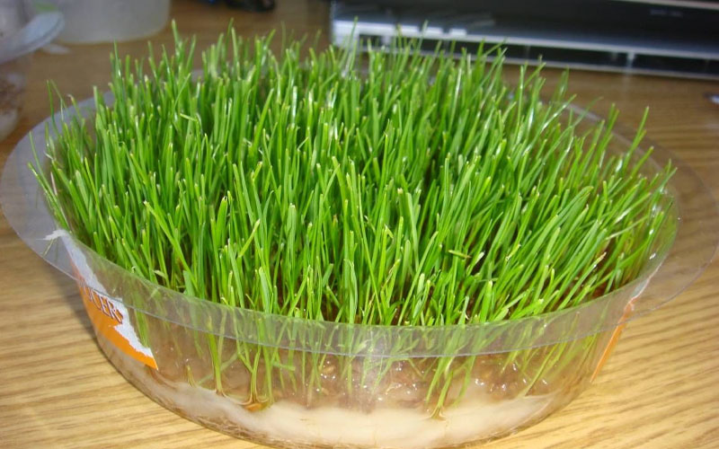 Timothy Grass Guide To Get More Yield With Max Benefits