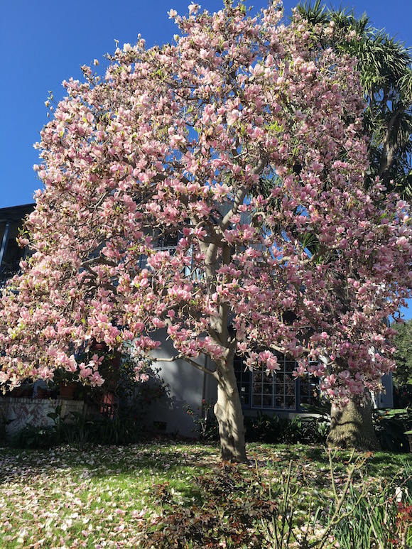 Blooming Magnolias Larchmont Buzz Hancock Park News