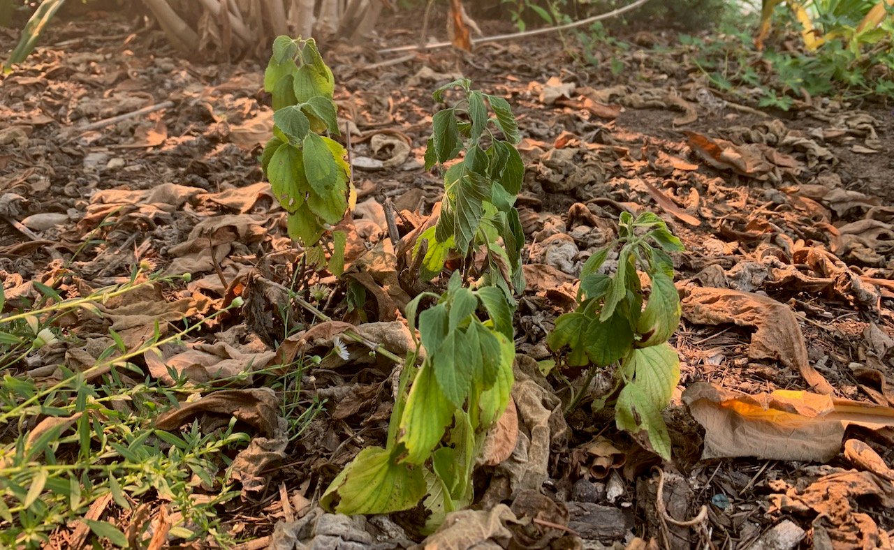 Advice for Droopy Plants Larchmont Buzz Hancock Park News