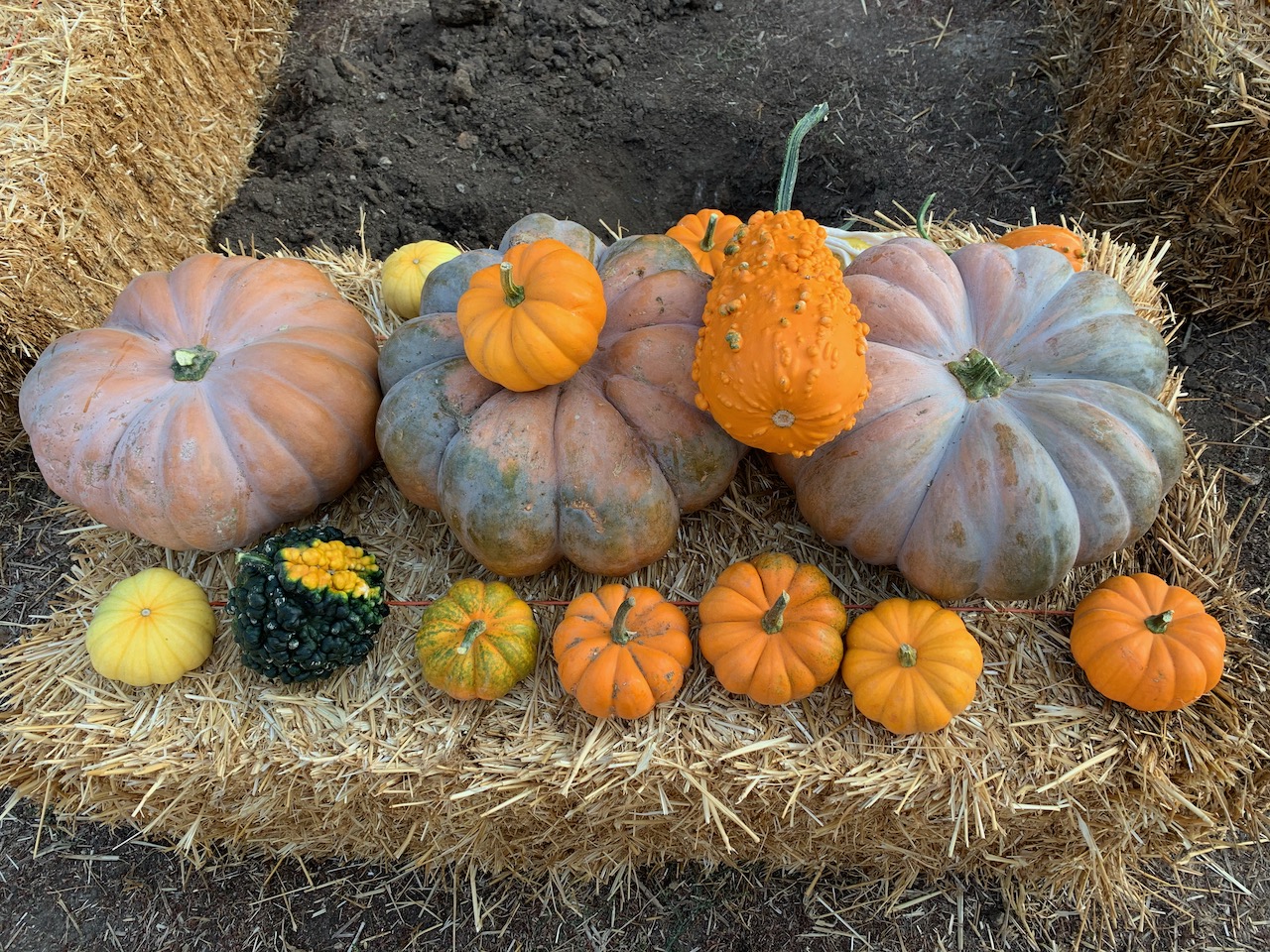 Wilshire Rotary Will Open Larchmont Blvd. Pumpkin Patch Saturday