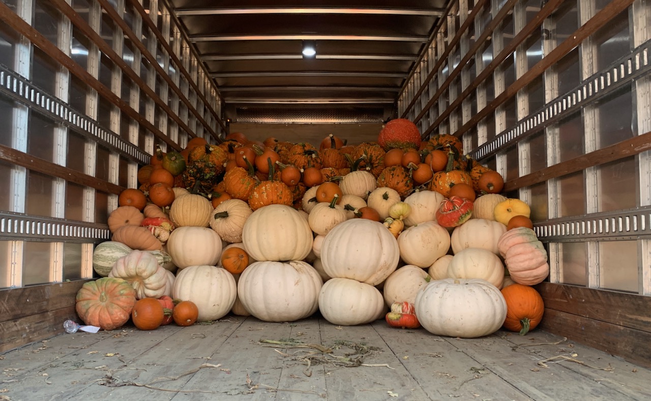 Wilshire Rotary Will Open Larchmont Blvd. Pumpkin Patch Saturday