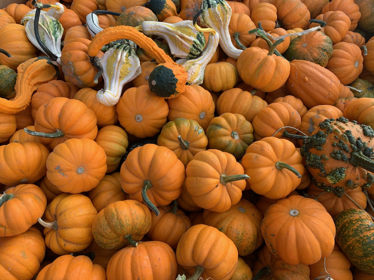 Wilshire Rotary Will Open Larchmont Blvd. Pumpkin Patch Saturday