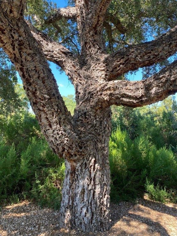 Meet This Tree Quercus suber Cork Oak Larchmont Buzz Hancock
