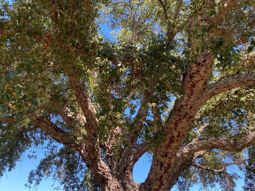 Meet This Tree Quercus suber Cork Oak Larchmont Buzz Hancock
