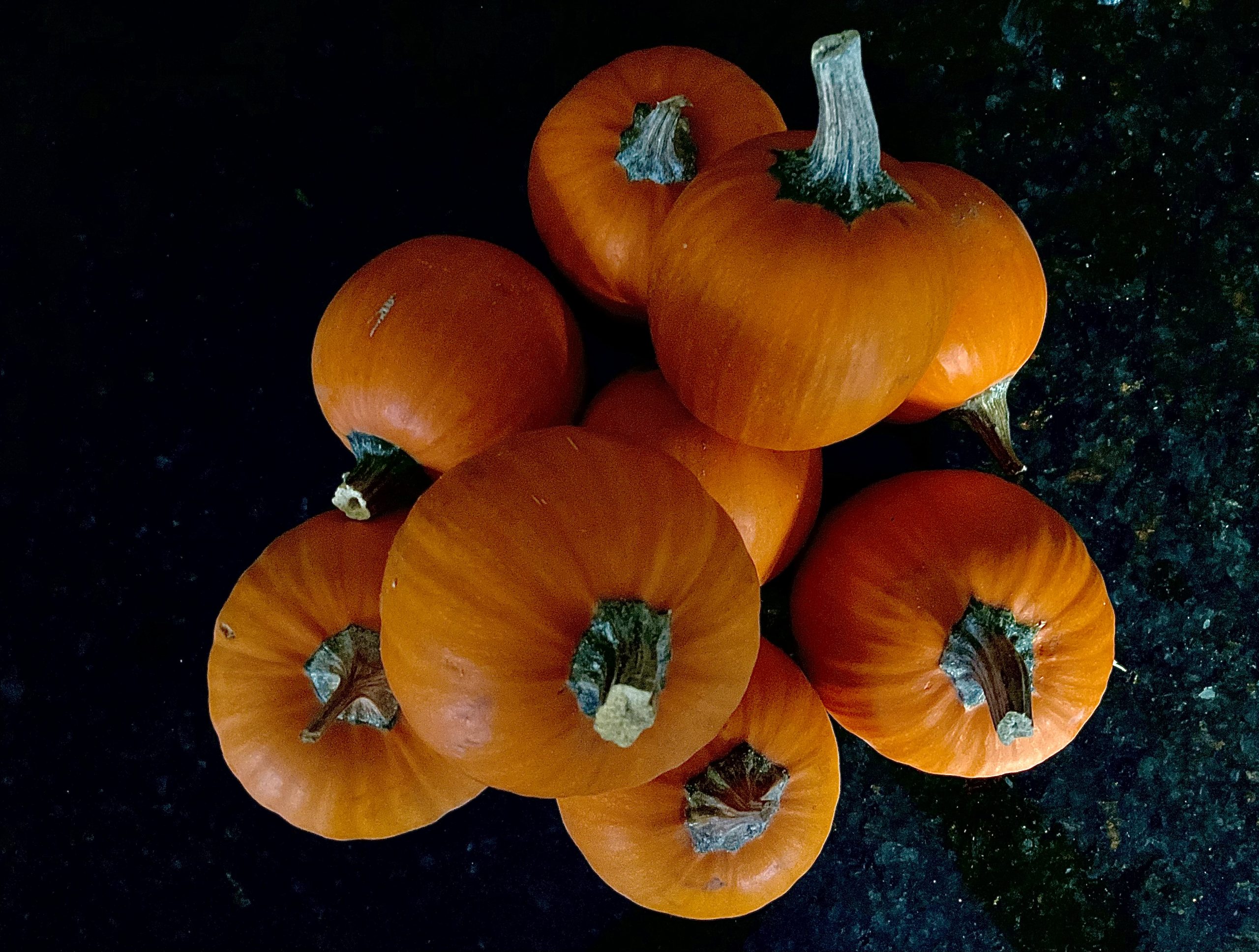 Farro, Mushroom and Sausage Stuffed Baby Pumpkins Larchmont Buzz