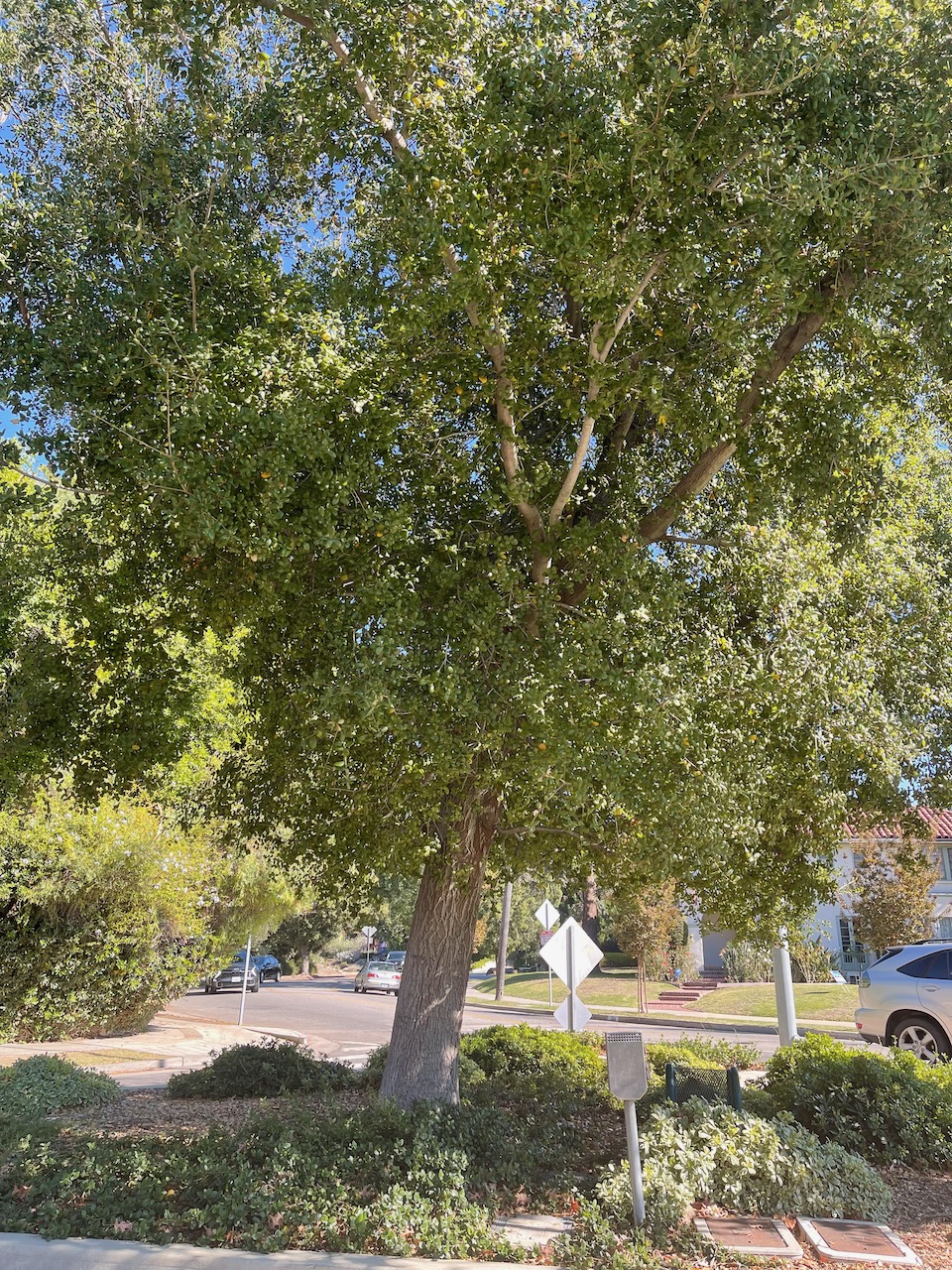 Pruning an Oak Tree, When, and If, You Should Do It Larchmont Buzz