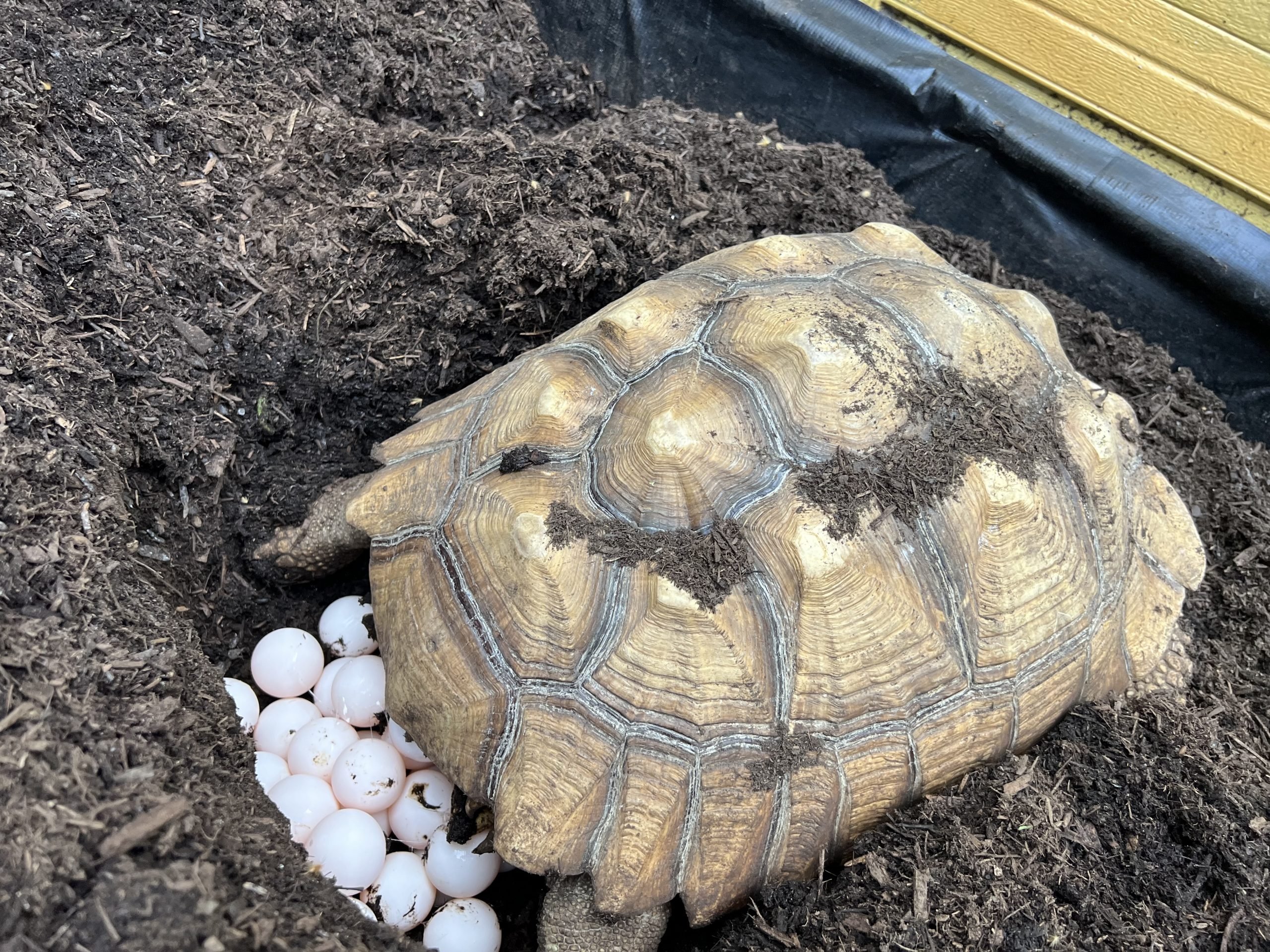 Tortoise Love on Valentine's Day Larchmont Buzz Hancock Park News