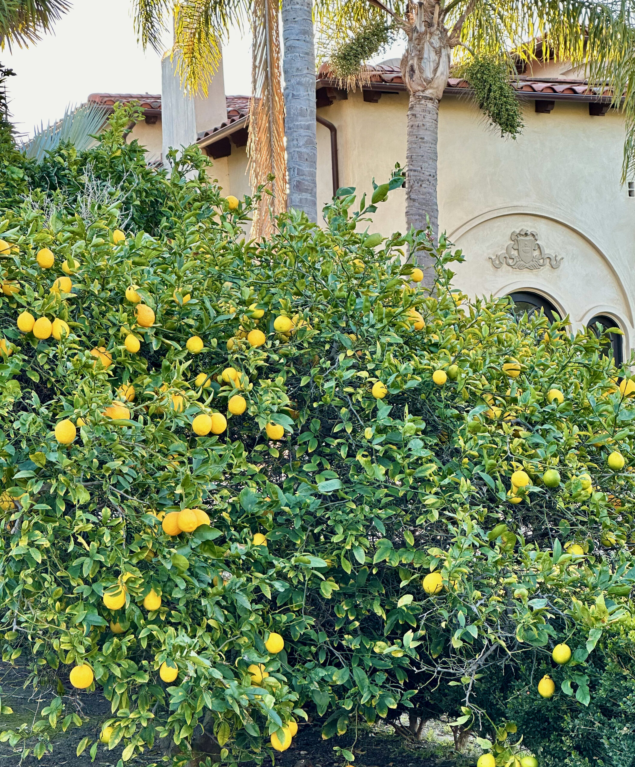 Open Houses This Weekend Larchmont Buzz Hancock Park News