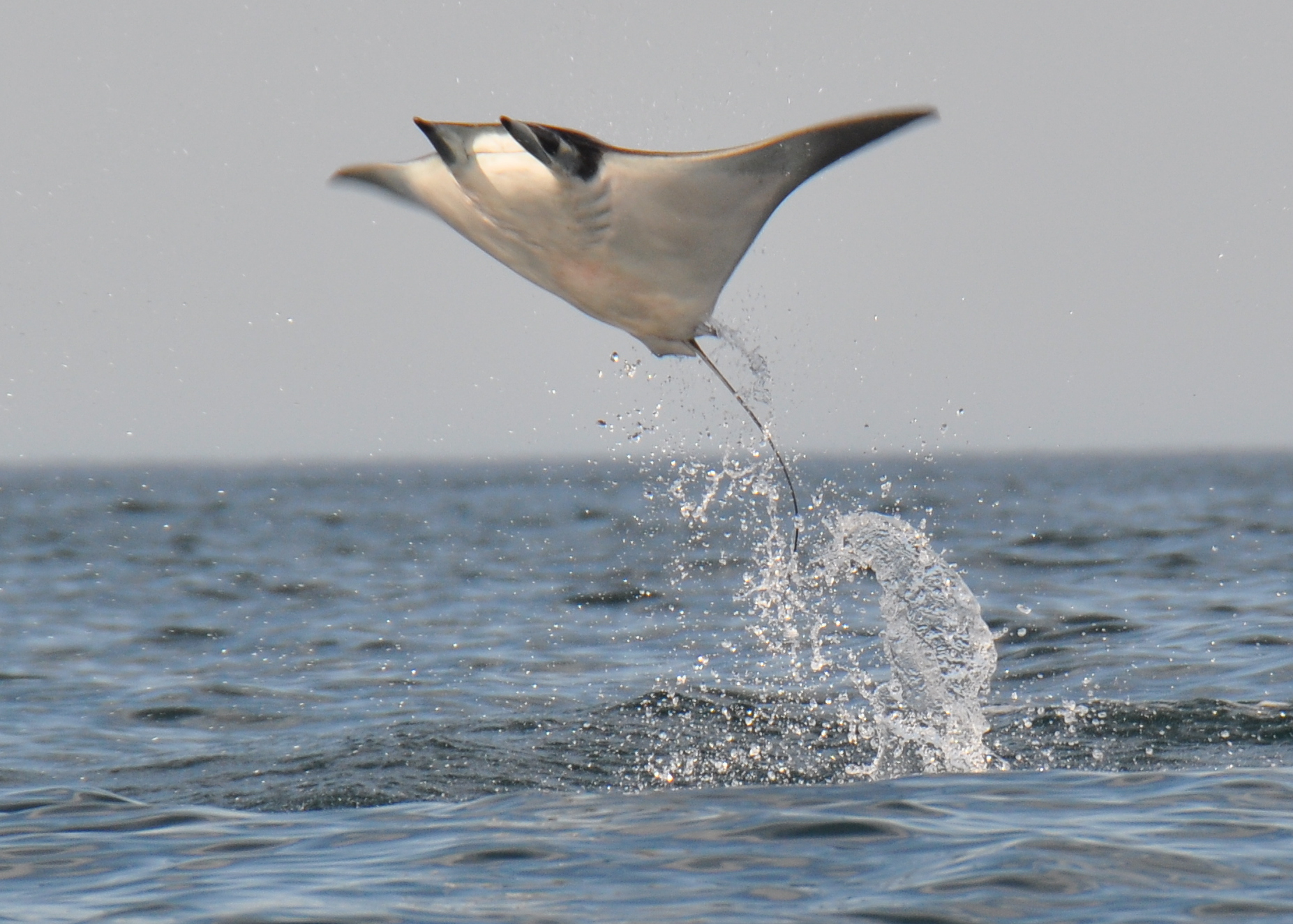 The Amazing Flying Mantas of the Sea of Cortez MantaWatch
