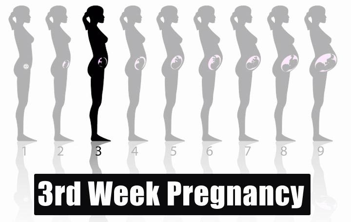 3 Weeks Pregnant Symptoms, Baby Development, Tips & Body Changes