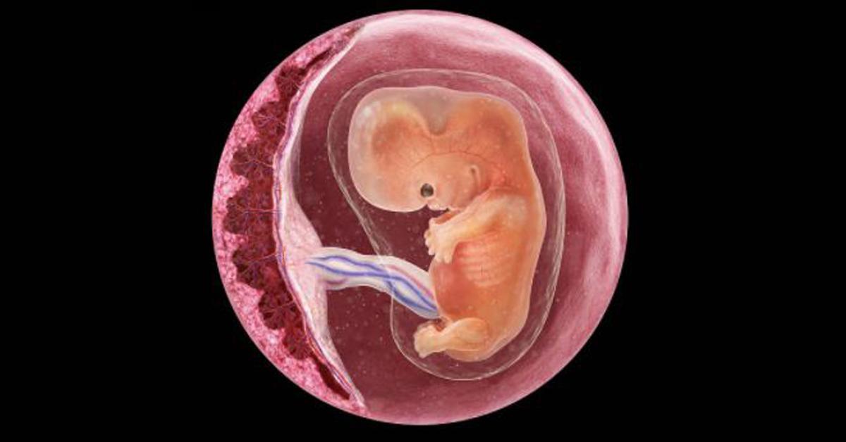 9 Weeks Pregnant Symptoms, Baby Development, Tips And Body Changes