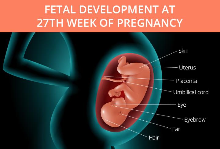 27th Week Pregnancy Symptoms, Baby Development And Bodily Changes