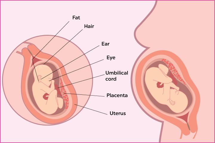 28 Weeks Pregnant: Symptoms, Baby Development And Changes