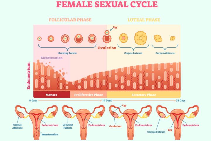 Signs And Symptoms Of Ovulation