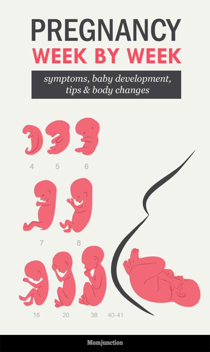 Pregnancy Week By Week Symptoms, Baby Development, Tips And Body Changes