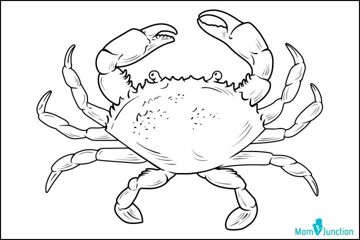 How To Draw A Crab 10 Easy Steps To Draw