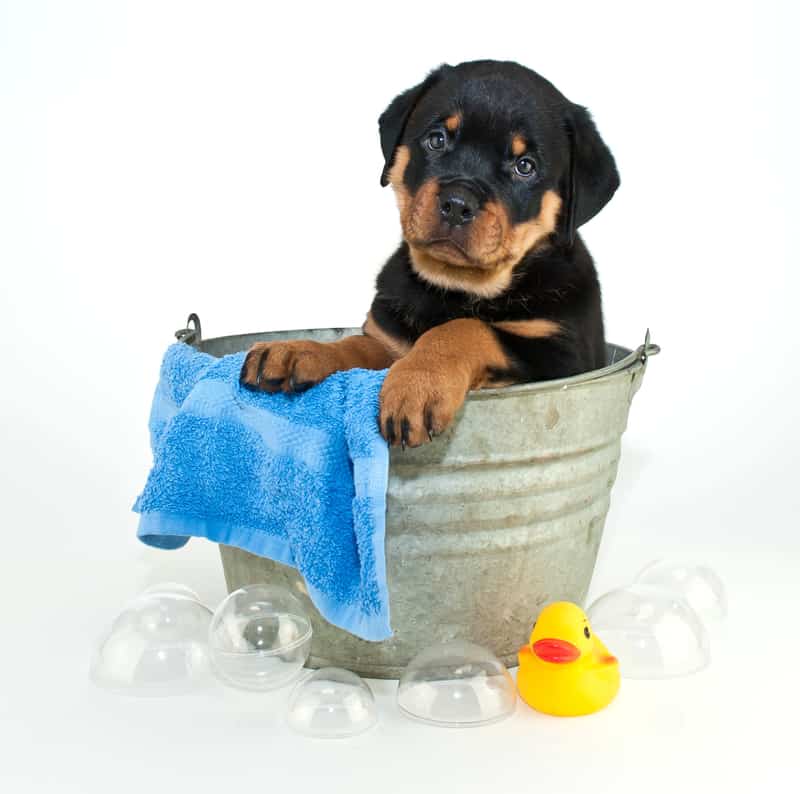 Bathing Your Rottweiler Puppy