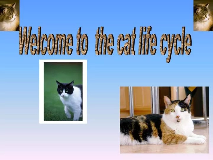 PPT to the cat life cycle PowerPoint Presentation, free