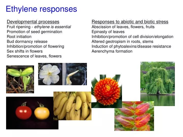 PPT Ethylene responses PowerPoint Presentation, free download ID