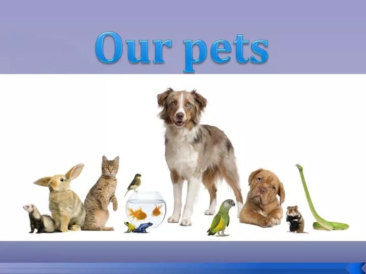 PPT Our pets PowerPoint Presentation, free download ID4016993