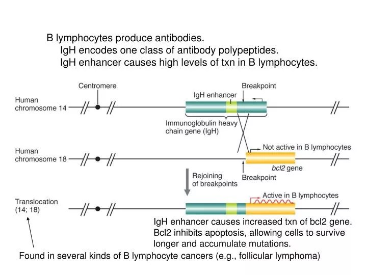 PPT B lymphocytes produce antibodies. IgH encodes one class of antibody polypeptides