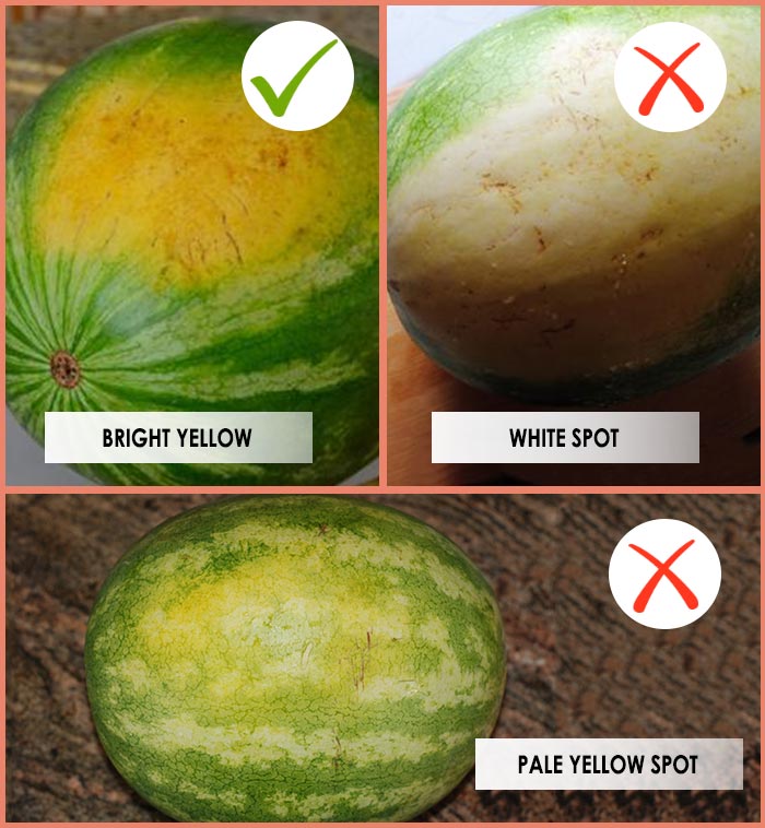 How To Pick A Perfect Watermelon Tips From An Experienced Farmer