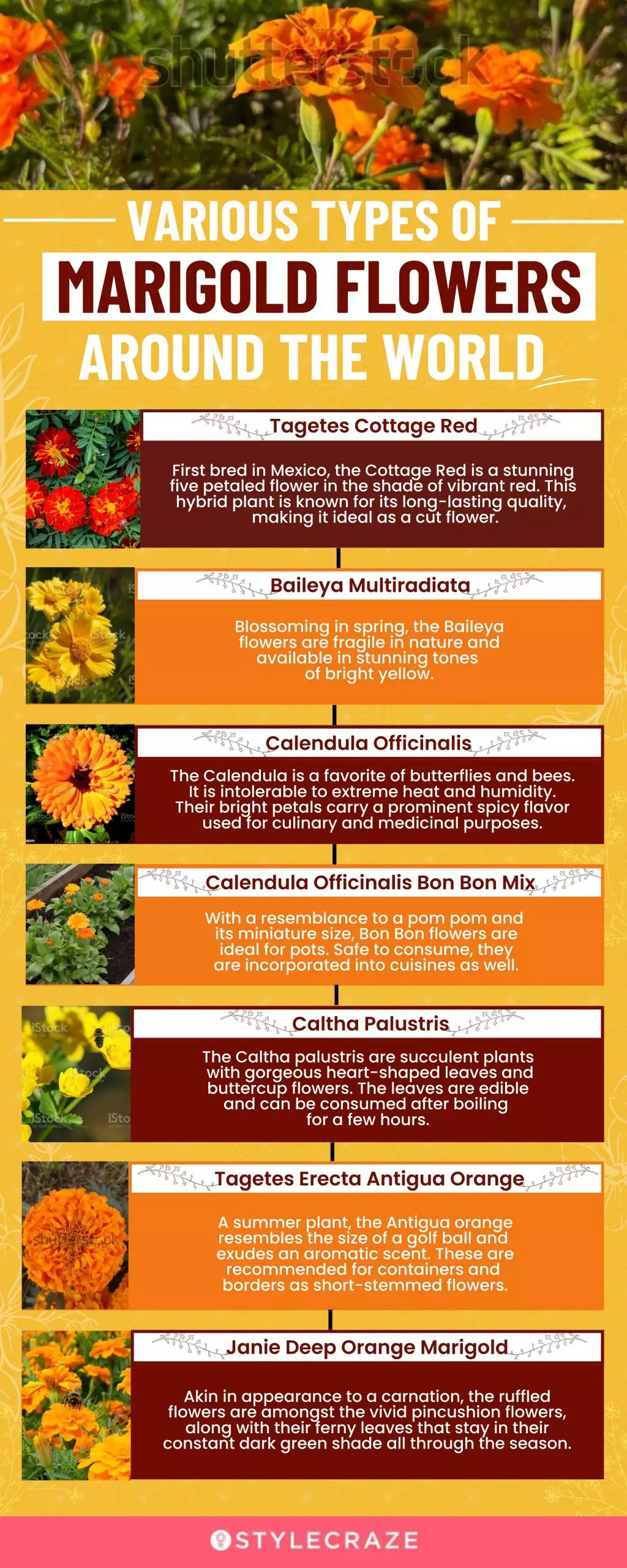 25 Types Of Marigold Flowers Found Across The World