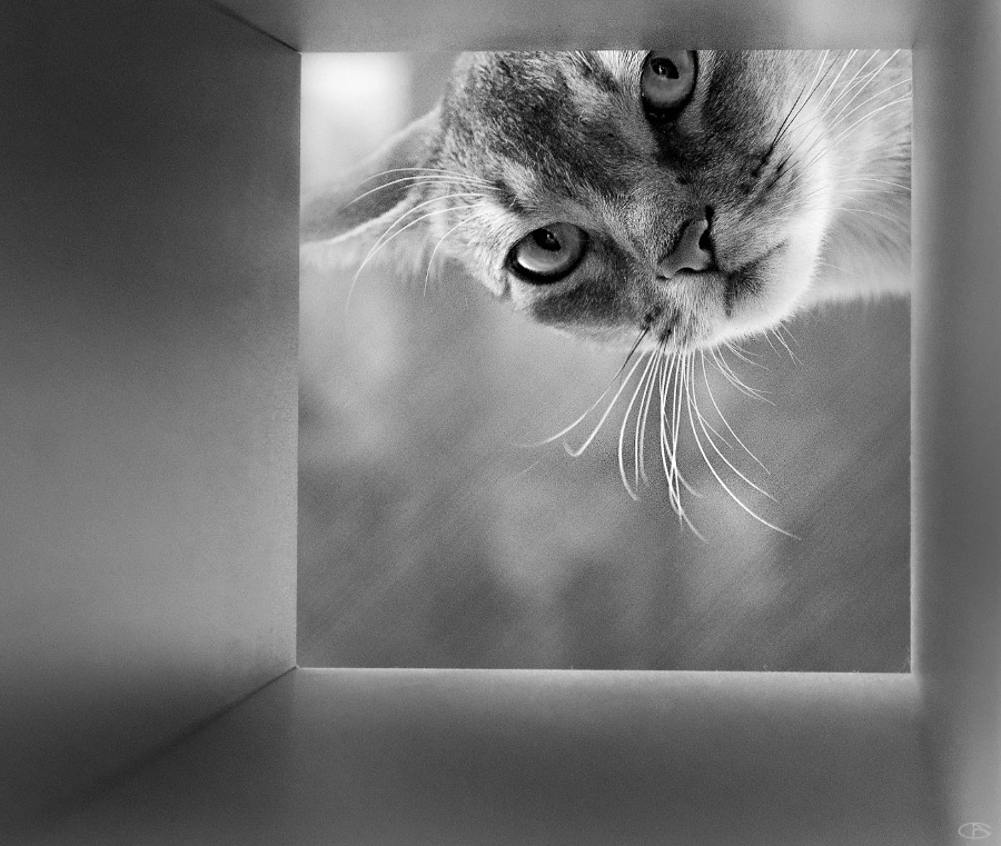 The Cat API Cats as a Service.