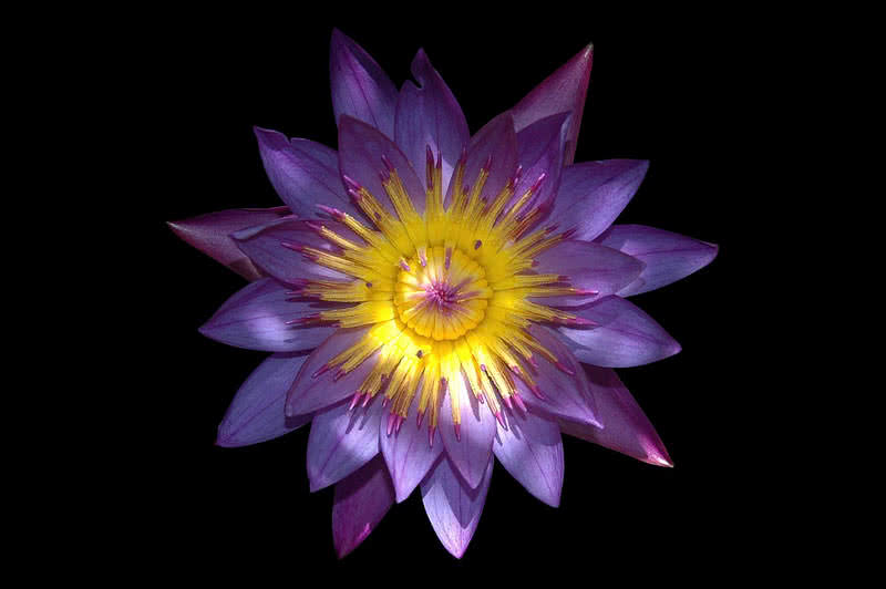 Top 9 Most Beautiful Night Blooming Flowers The