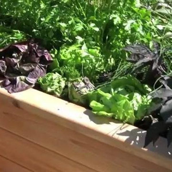 How to Build a Sub Irrigated Planter System The Family Handyman