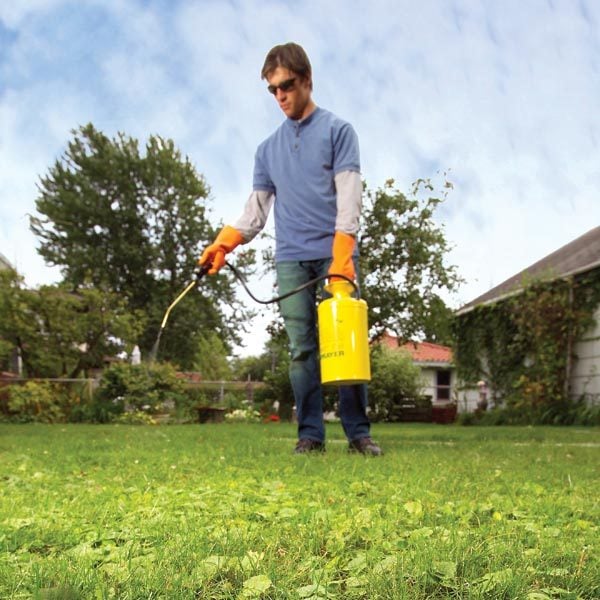 How to Eliminate Weeds From Your Grass The Family Handyman