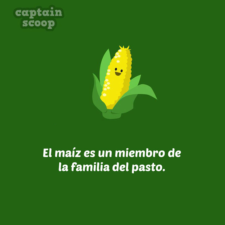 15 curiosos datos acerca de los vegetales que te sorprenderán Upsocl