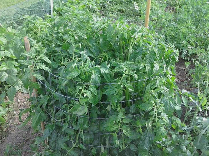 La genial idea de un hombre para cultivar tomates Upsocl