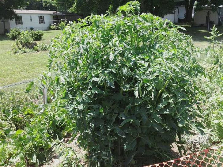 La genial idea de un hombre para cultivar tomates Upsocl