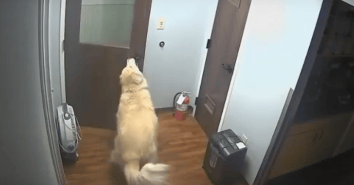 De la noche a la mañana este perro desapareció. Nadie podía entender su