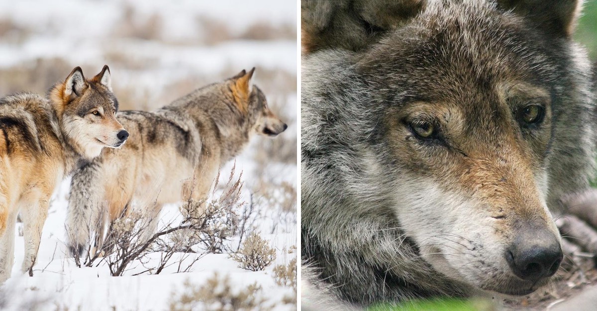 Lobos grises perdieron su status de especie protegida. Serán cazados