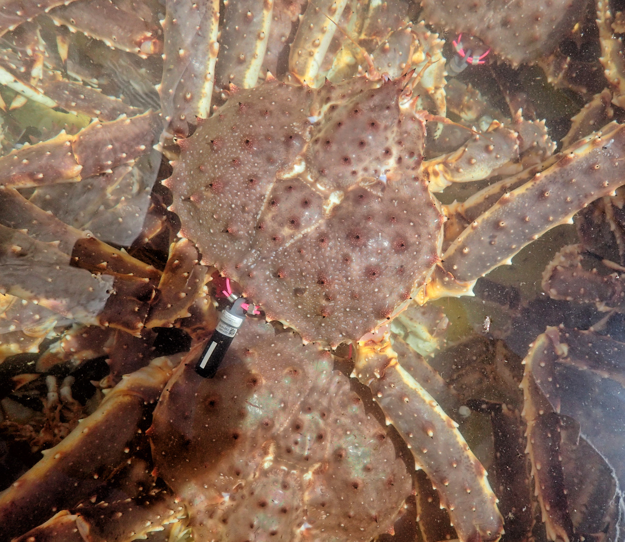 Tracking the Alaskan Red King Crab Post 6 NOAA Fisheries