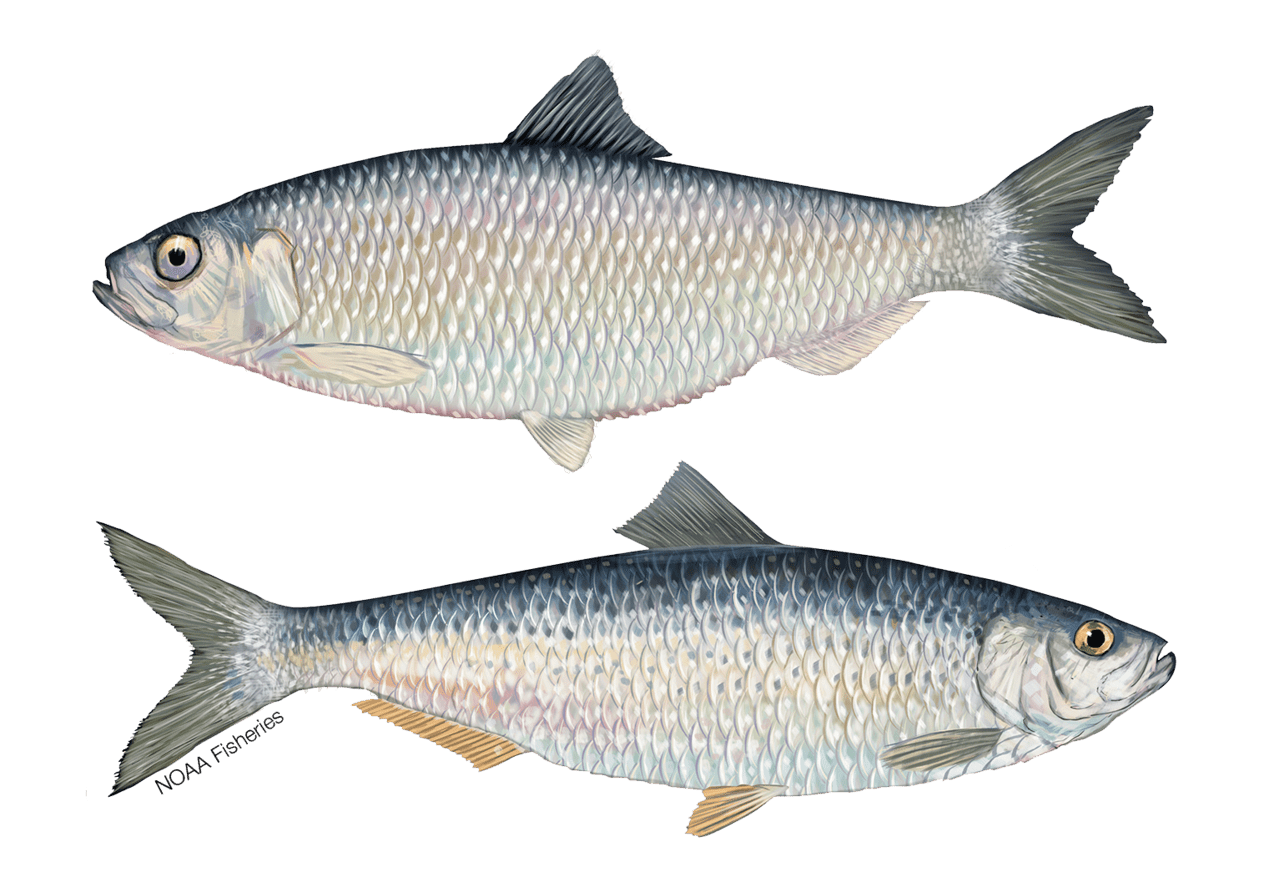 River Herring NOAA Fisheries