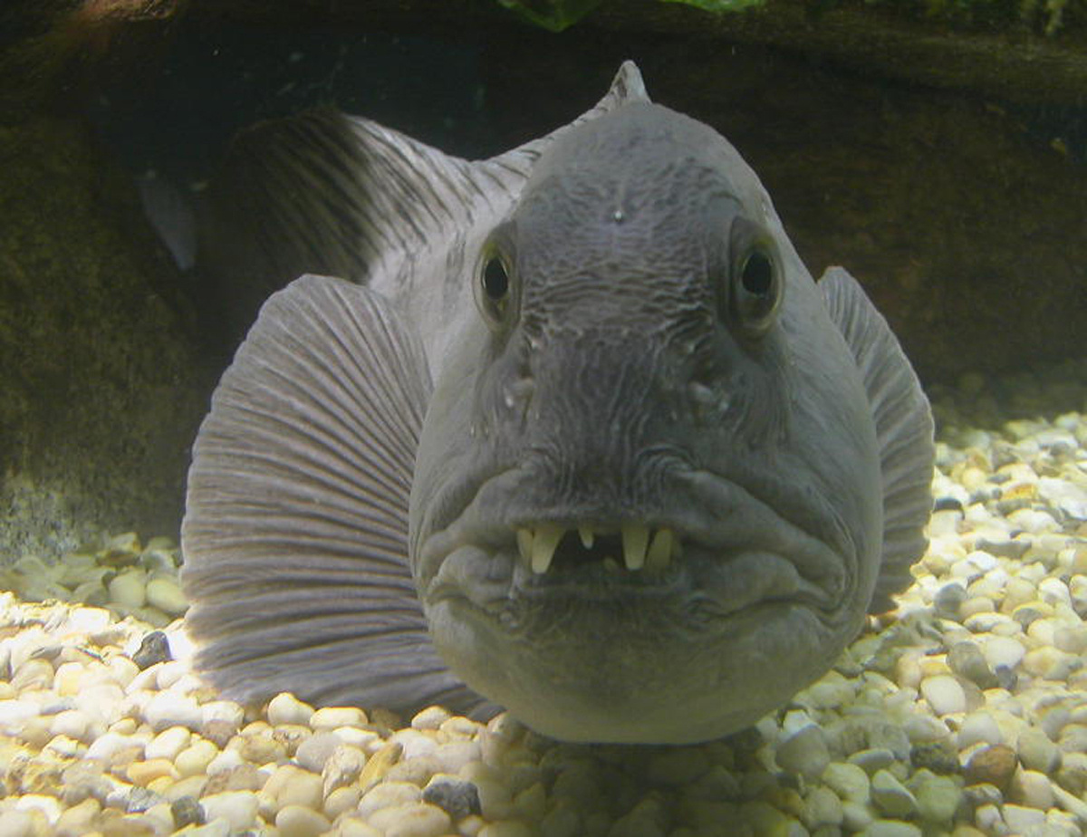 Atlantic Wolffish NOAA Fisheries