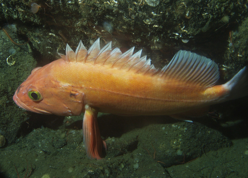 Groundfish Population Ecology Research on the West Coast NOAA Fisheries