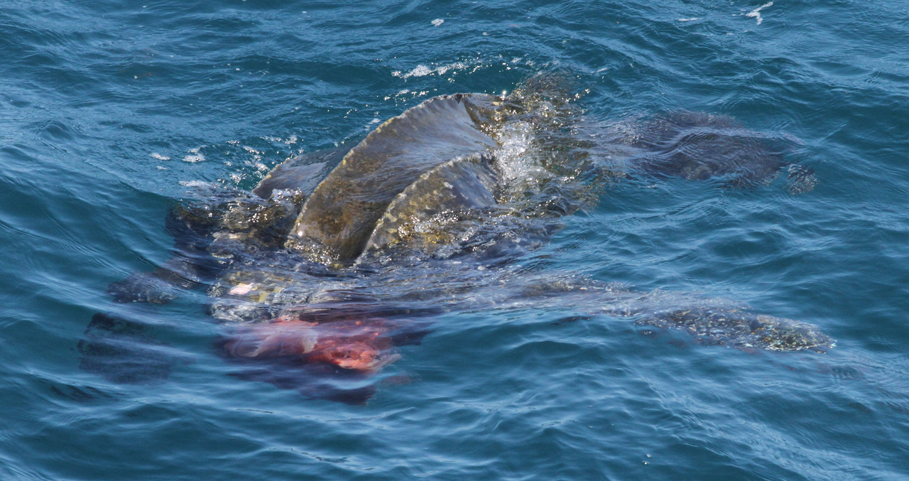 Fun Facts about Terrific Sea Turtles NOAA Fisheries