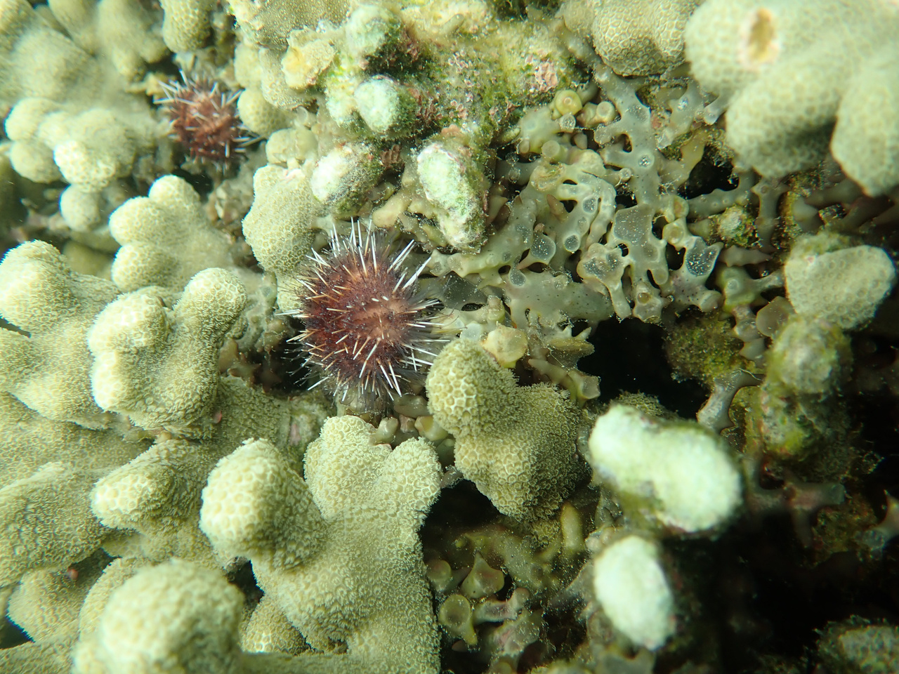 500,000th Spiny Superhero Released to Devour Hawaiʻi's Coralsmothering