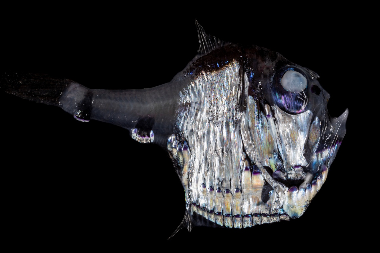 Capturing Images in the DeepSee NOAA Fisheries