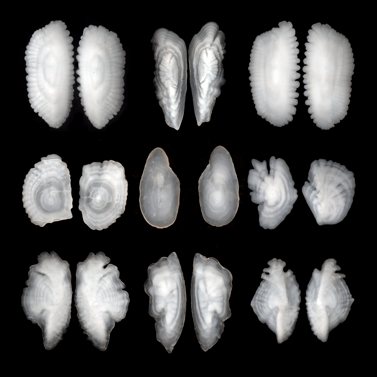 NearInfrared Technology Identifies Fish Species from Otoliths NOAA