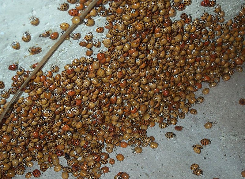 Biting, Stinky Lady Bug Impostors Named 'Asian Lady Beetles' Invade