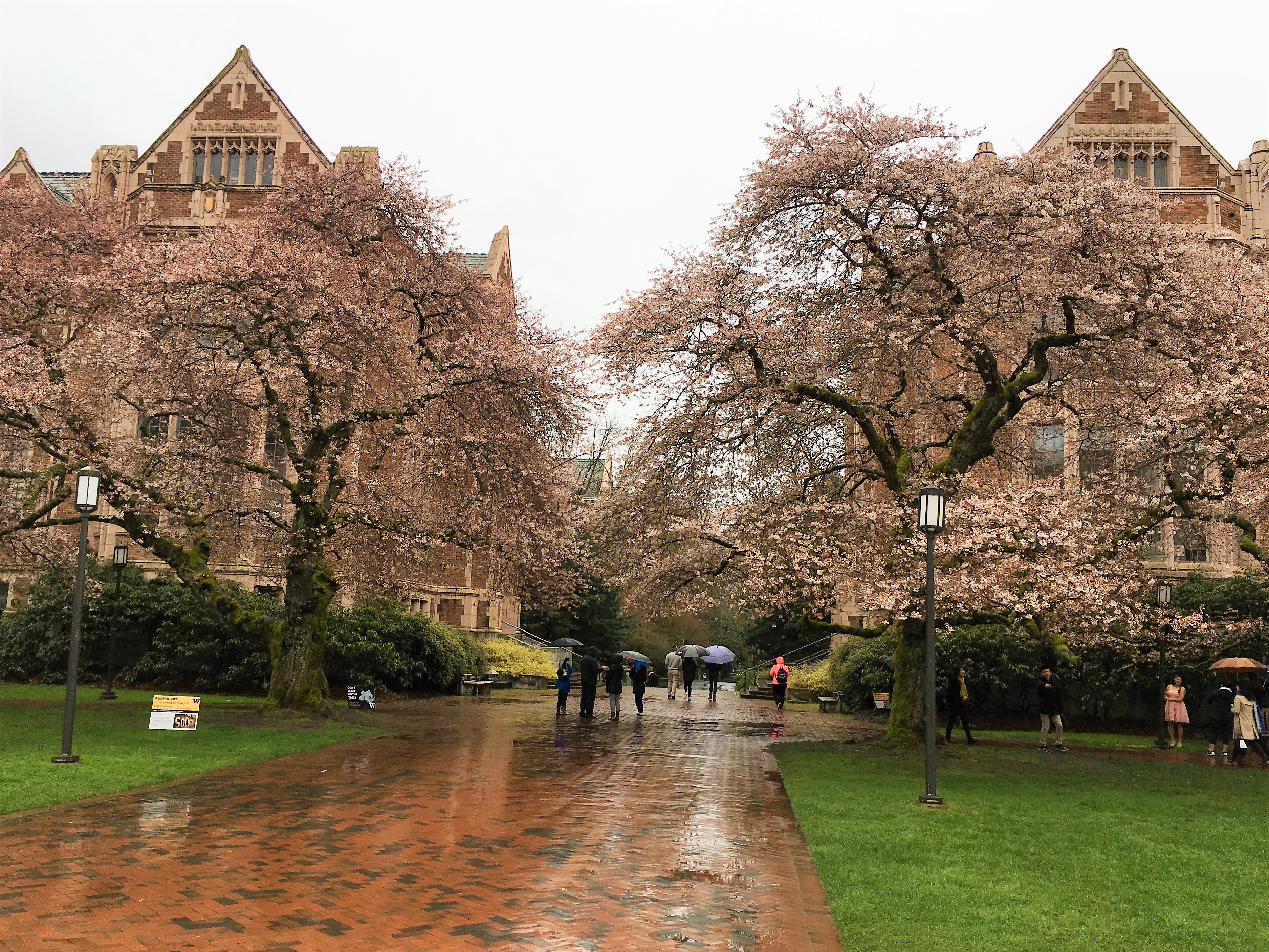 UW Cherry Blossoms Blooming Now, Despite Cold Weather Seattle, WA Patch