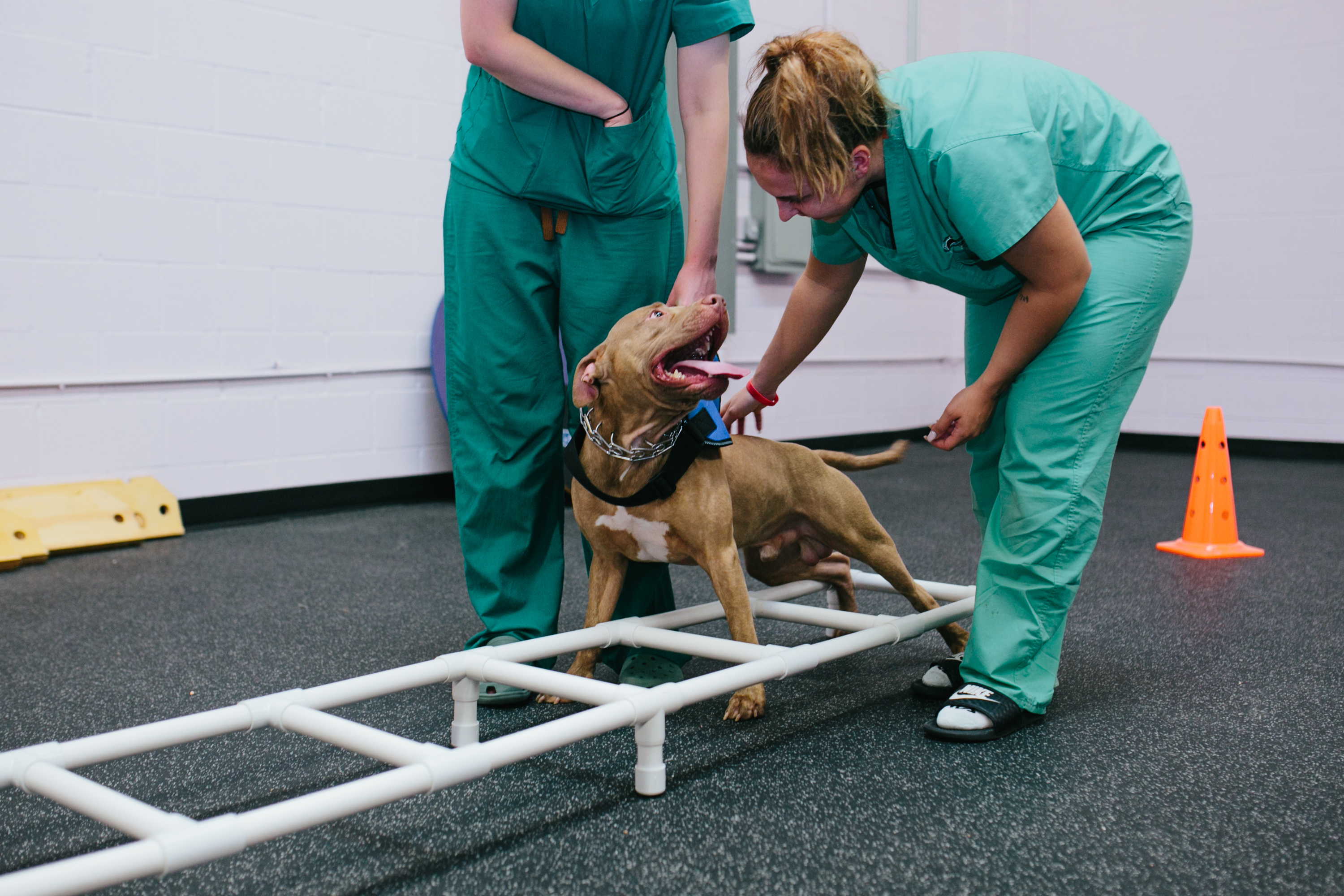 New Suburban Pet Rehab Center Has Underwater Treadmills, Exercise Gym