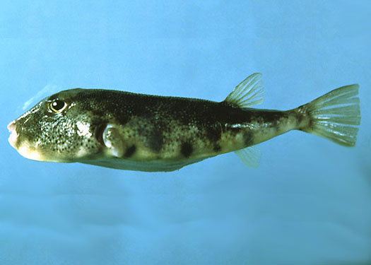 Smooth Puffers Show Up In Barnegat Bay, But Their Toxicity Draws